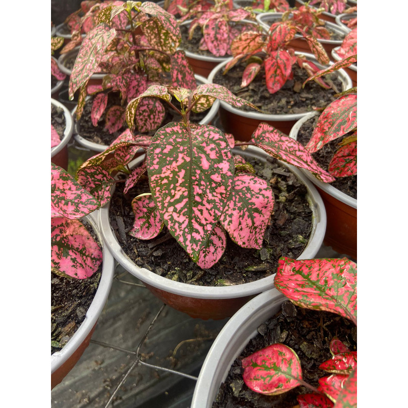 Hipoeste en Chile - Comprar Online Plantket
