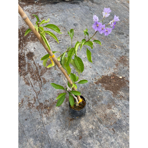Cochabambina - Comprar Chile Plantket