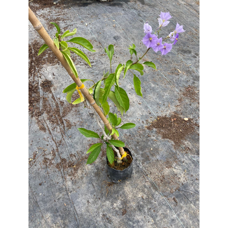 Bambú en Chile - Comprar Online Plantket