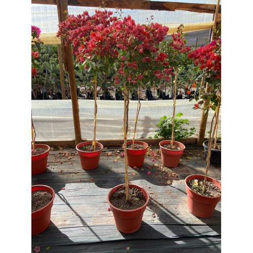 Bugambilia Pie Alto - Comprar Chile Plantket