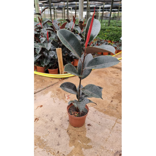 Gomero - Comprar Chile Plantket