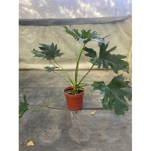 Filodendro Paraguayo - Comprar Chile Plantket