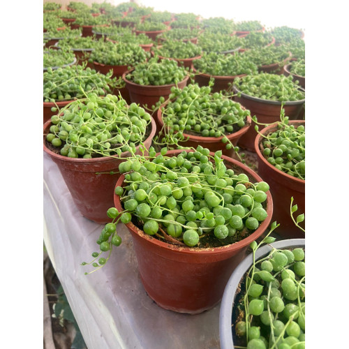 Senecio Rosario - Comprar Chile Plantket