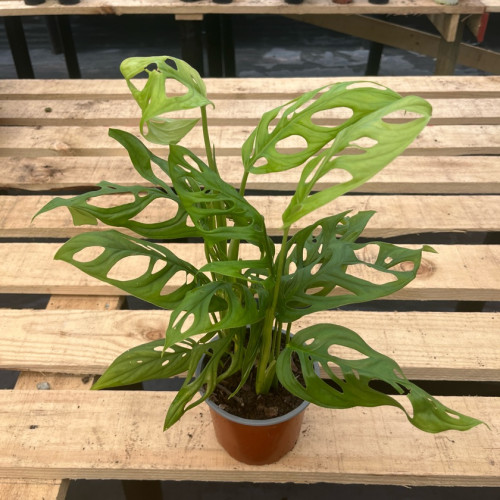 Monstera Adansonii - Comprar Chile Plantket