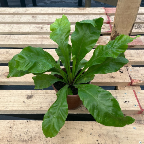 Helecho Asplenium Nidus