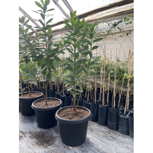 Canelo Grande - Comprar Chile Plantket