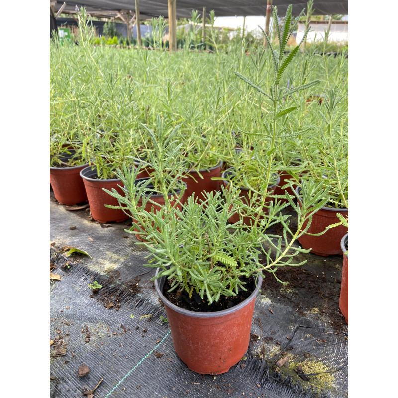 Lavanda en Chile - Comprar Online Plantket