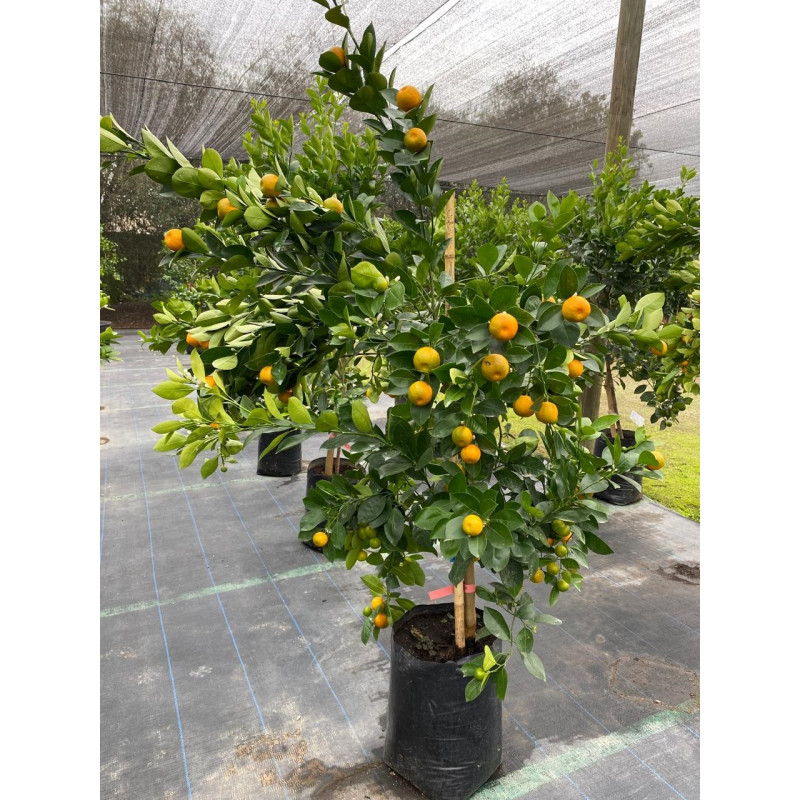 Calamondín en Chile - Comprar Online Plantket