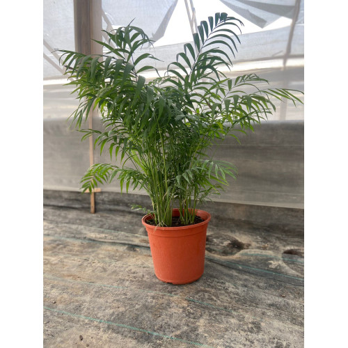 Chamaedorea Elegans - Comprar Chile Plantket