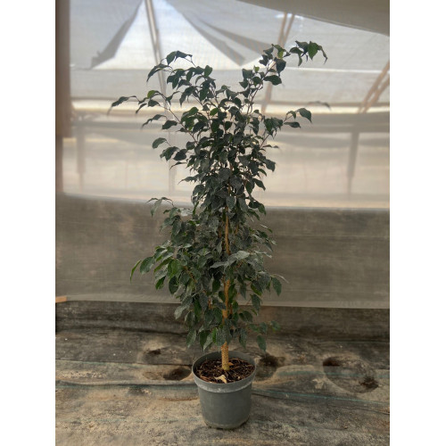 Ficus Benjamina