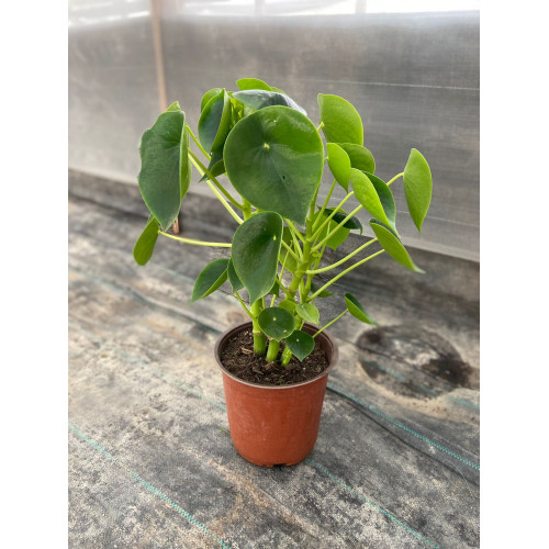 Peperomia Cucharita Grande - Comprar Chile Plantket