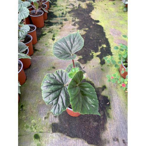 Begonia Credneri