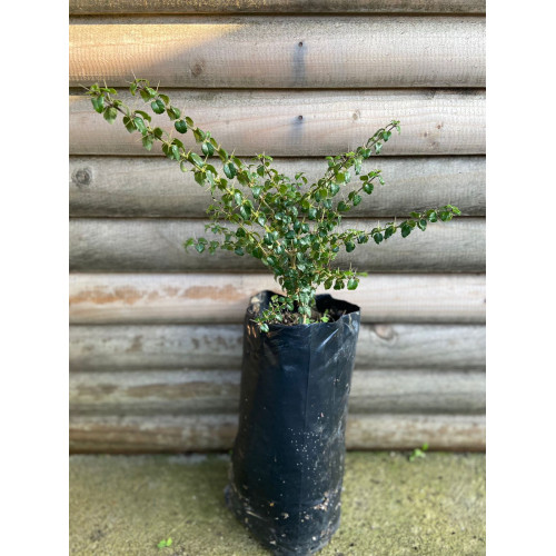 Arrayán macho (Rhaphithamnus spinosus) - Comprar Chile Plantket