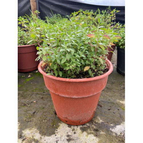 Salvia Roja Magellanica - Comprar Chile Plantket