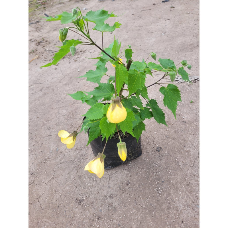 Abutilón en Chile - Comprar Online Plantket