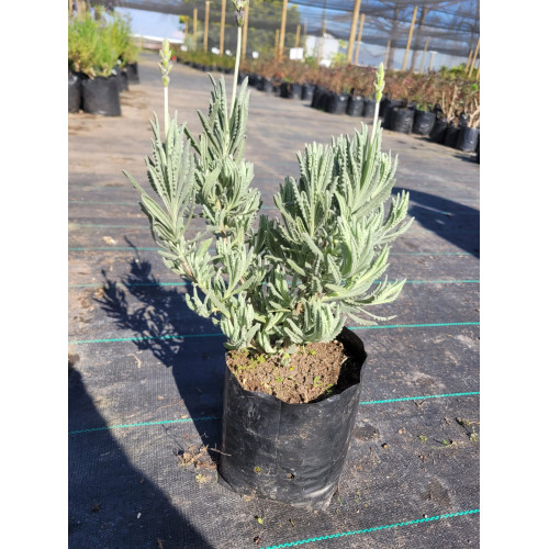 Lavanda Inglesa - Comprar Chile Plantket