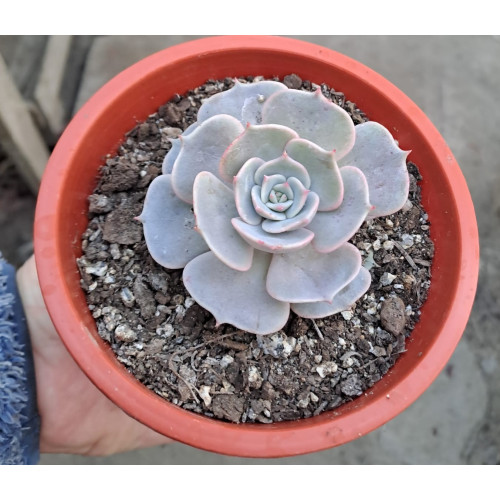 Echeveria lola - Comprar Chile Plantket