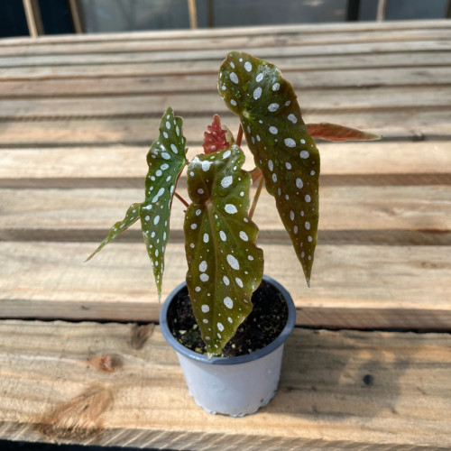 Begonia Maculata - Comprar Chile Plantket