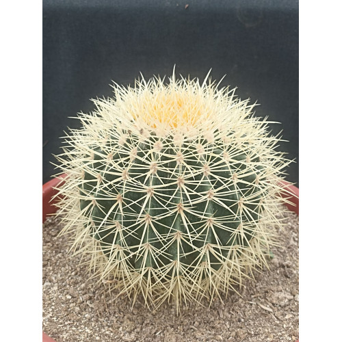 Echinocactus grusonii / Asiento de la suegra - Comprar Chile Plantket