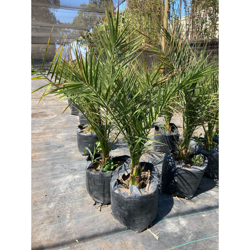 Palmeras en Chile - Comprar Online Plantket