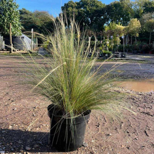 Stipa Tenuissima - Comprar Chile Plantket