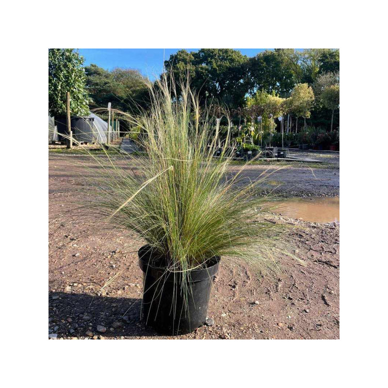 Stipa en Chile - Comprar Online Plantket