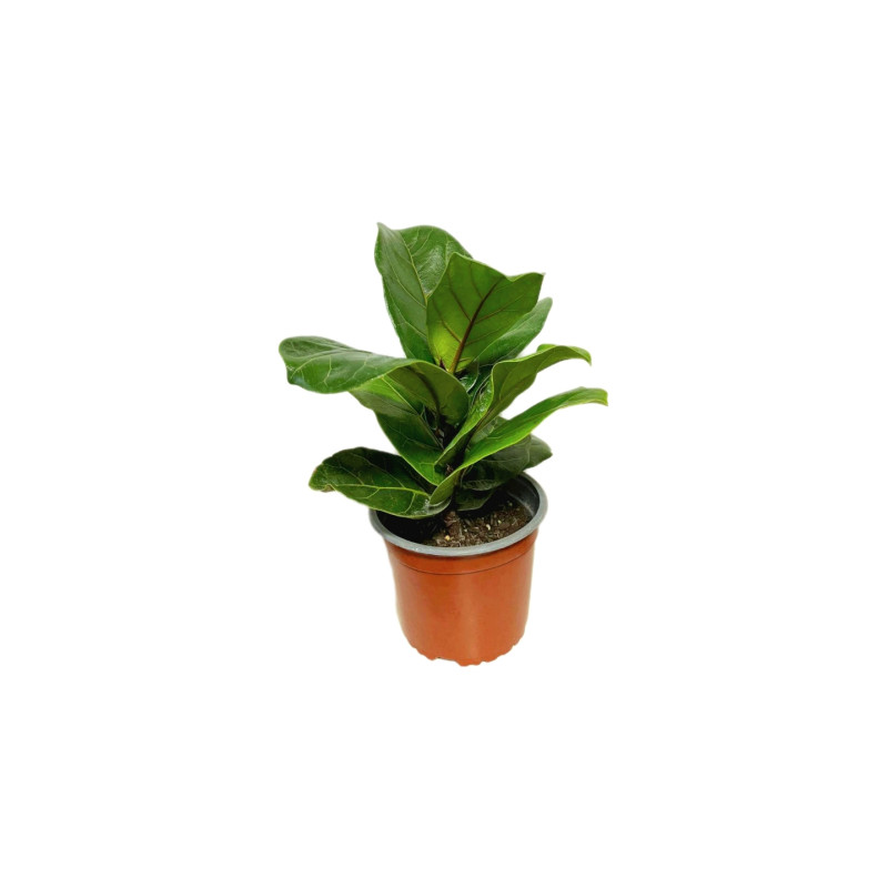 Ficus Lyrata en Chile - Comprar Online Plantket