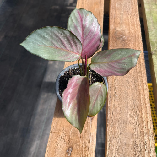 Calathea Picturata Silver Plate - Comprar Chile Plantket