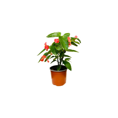 Begonia Dragón - Comprar Chile Plantket