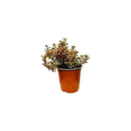 Coprosma Pink - Comprar Chile Plantket