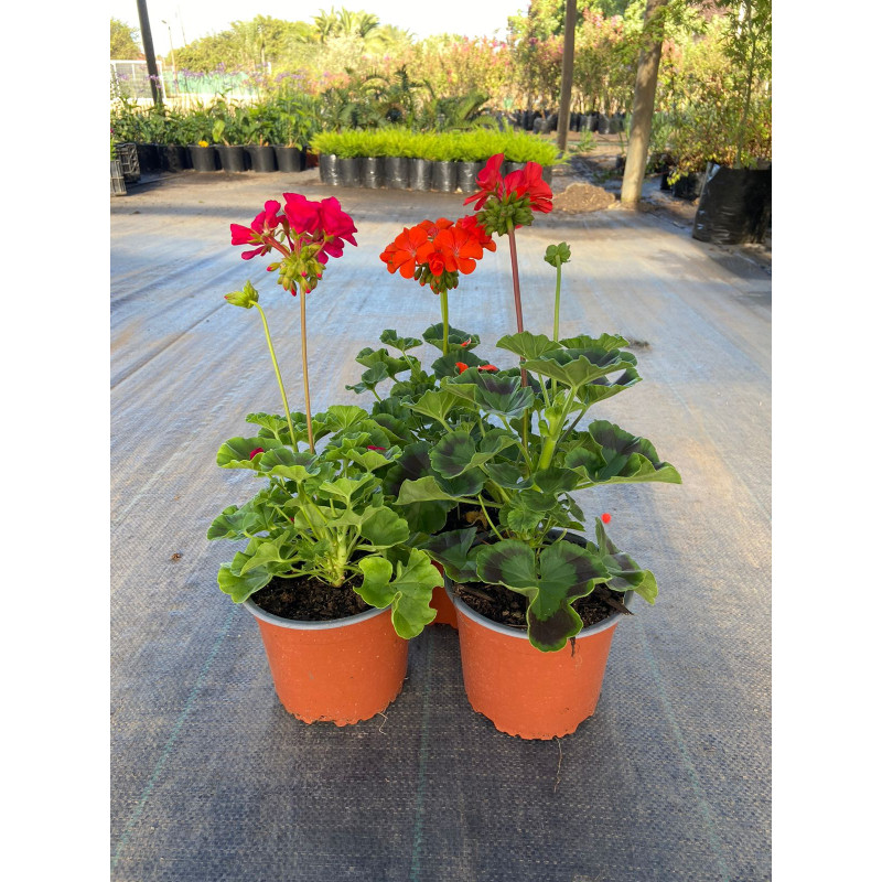 Geranio en Chile - Comprar Online Plantket