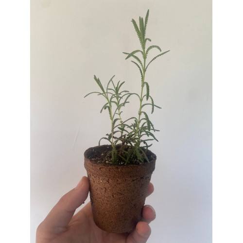 Plantín de Lavanda Francesa - Comprar Chile Plantket