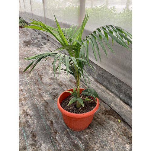 Palmera Kentia / Kentya