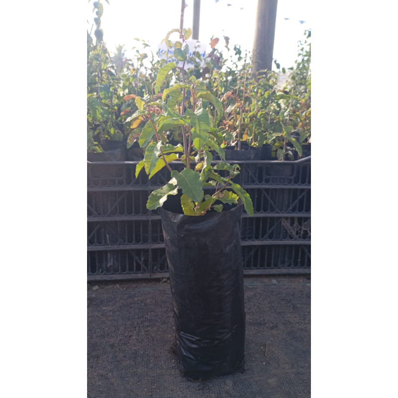 Molle en Chile - Comprar Online Plantket