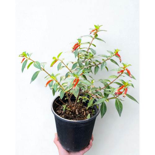 Fosforito (Plectranthus neochilus) - Comprar Chile Plantket