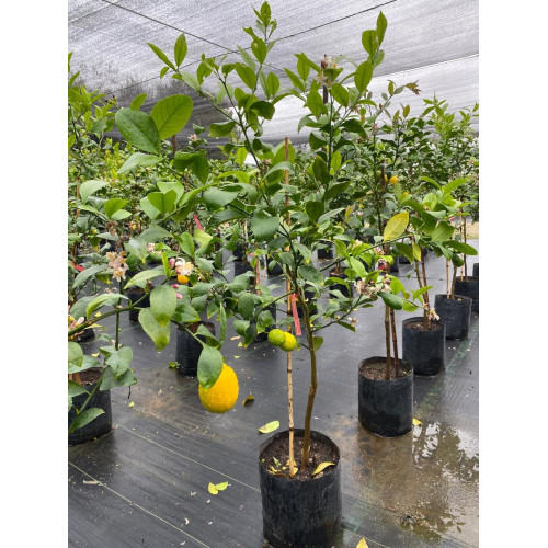 Limón Meyer - Comprar Chile Plantket
