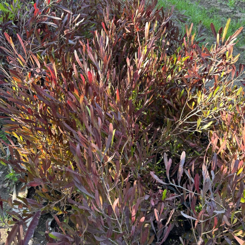 Pack 10 Stenocarpus 60-70cm - Comprar Chile Plantket