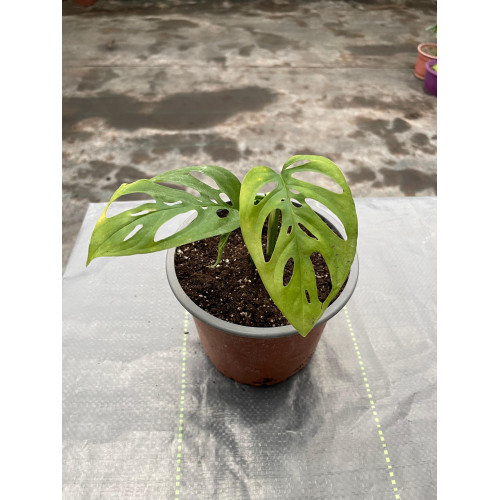 Monstera Esqueleto - Comprar Chile Plantket