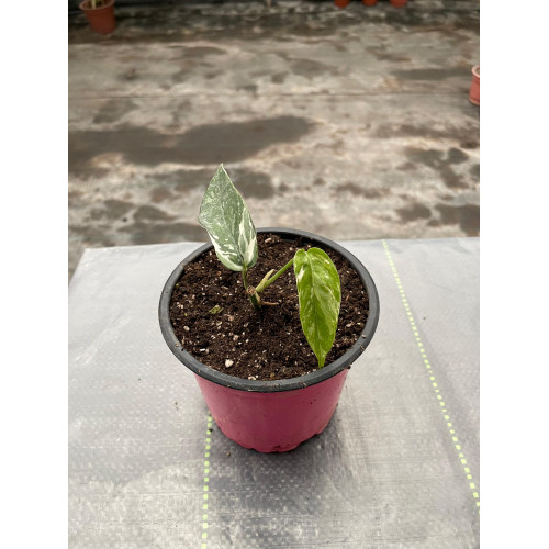 Epipremnum Pinnatum Variegado - Comprar Chile Plantket