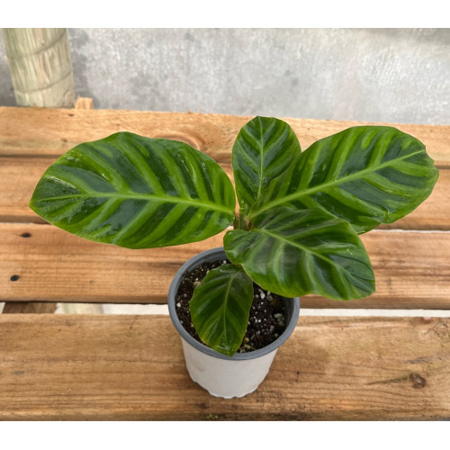 Calathea Zebrina - Comprar Chile Plantket