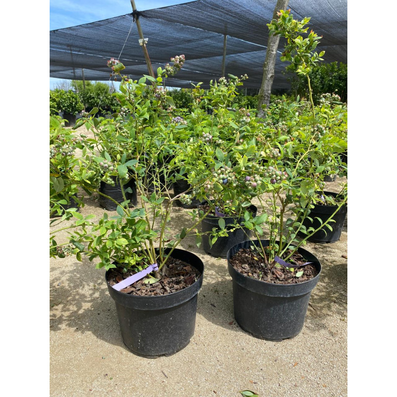 Arándano en Chile - Comprar Online Plantket