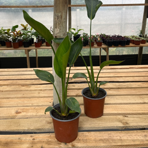 Strelitzia Nicolai (blanca) - Comprar Chile Plantket