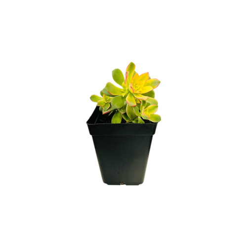 Aeonium Kiwi - Comprar Chile Plantket