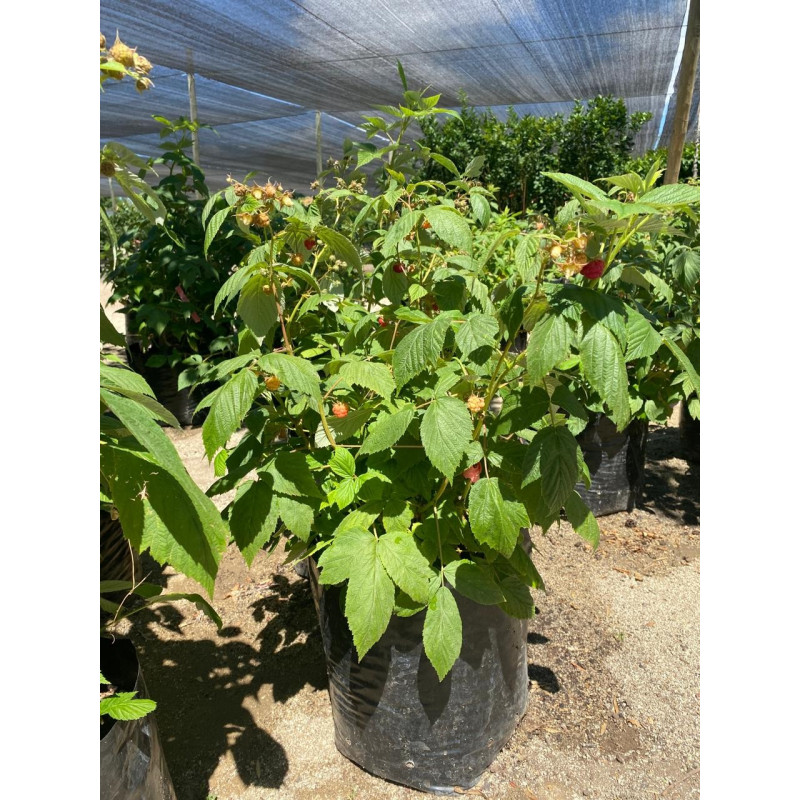 Frambueso en Chile - Comprar Online Plantket
