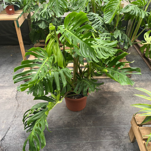 Monstera Verde frondosa Xl Totem