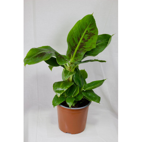 Musa tropicana