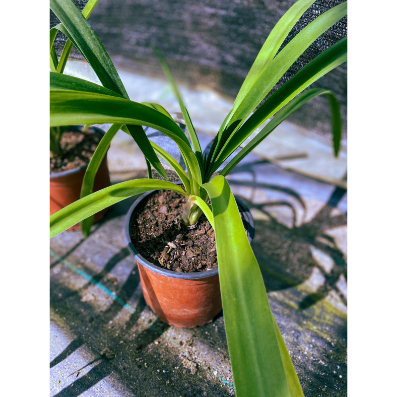 Agapanto en Chile - Comprar Online Plantket