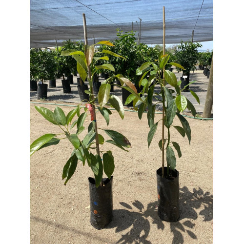 Palto Hass