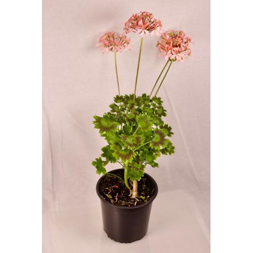 Geranio Estrella - Comprar Chile Plantket