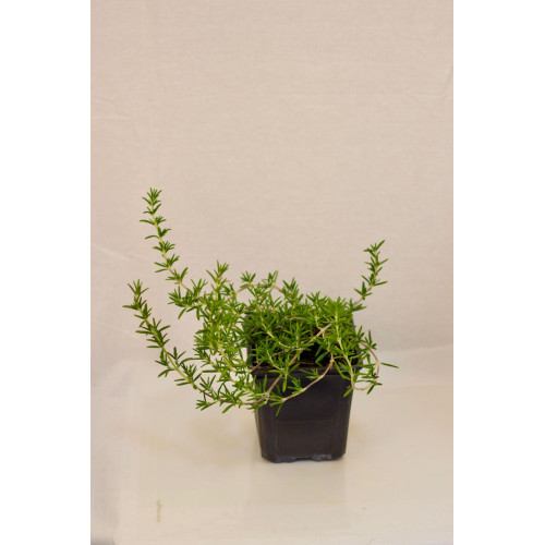 Romero Rastrero - Comprar Chile Plantket